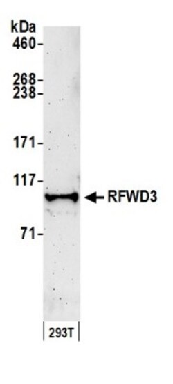 RFWD3 Antibody, Novus Biologicals 0.1mL; Unlabeled:Antibodies, Polyclonal